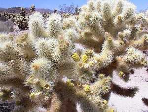 Cholla Cactus