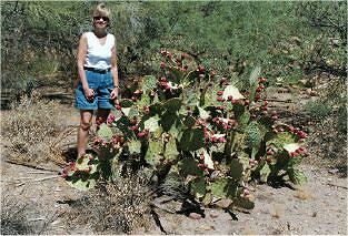 Flowering Prickly Pears