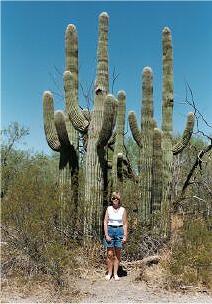 Saguaro Cactus