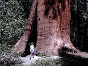 Giant Sequoia