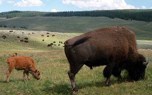 Buffalo in Yellowstone