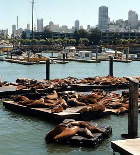 Seals at Pier 39